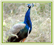 Bharatpur Bird Watching Tour