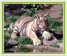 Tiger, Bandhavgarh Wildlife Safari