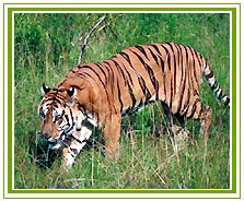 Tiger, Kanha Wildlife Tour