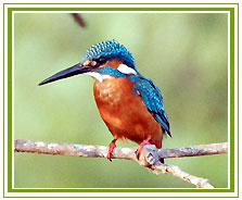 Bharatpur Bird Sanctuaries