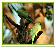 Bharatpur Bird Tour