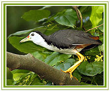 Bharatpur Bird Sanctuaries