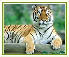 Tiger, Ranthambore National Park Tour