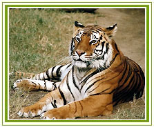 Sariska Tiger Reserve & National Park 