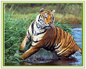 Rajasthan Wildlife Tour 