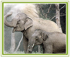 Karnataka Wildlife Tourism