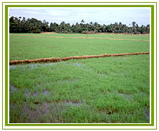 Paddy Field, Alleppey Tourism