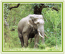 Elephant, Bandipur & Nagarhole National Park