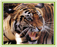 Tiger, Corbett National Park Tour 