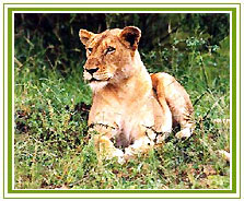 Lion, Gir National Park & Sanctuary