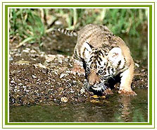 Tiger, Wildlife India Tourism