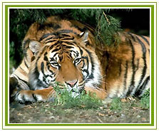 Tiger, Sariska National Park Tourism