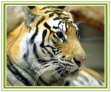Tiger, India Wildlife Tour